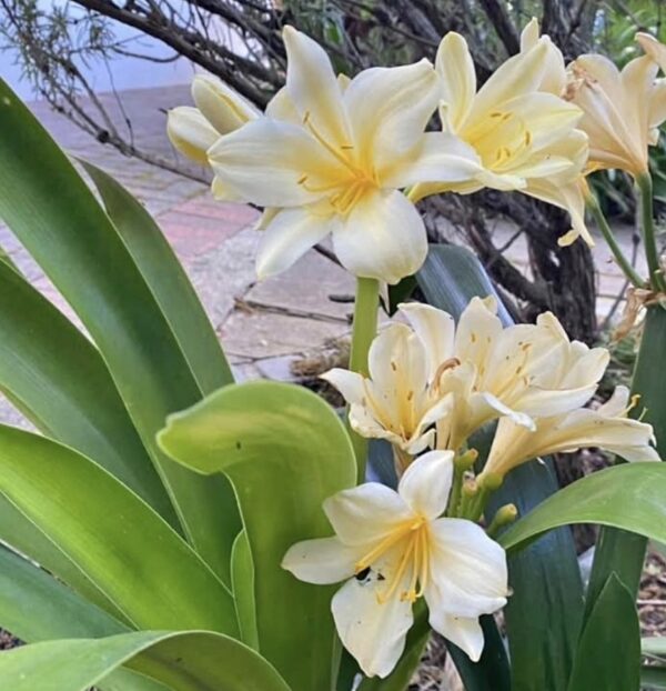 Yellow Clivia