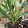 Yellow Clivia