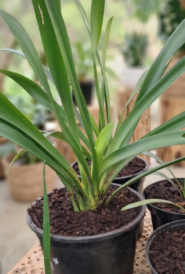 Yellow Clivia