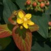 1000654161.jpg Hypericum "St John's Wort"