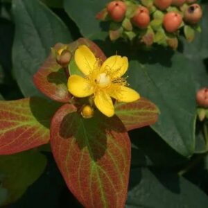 Hypericum "St John's Wort"