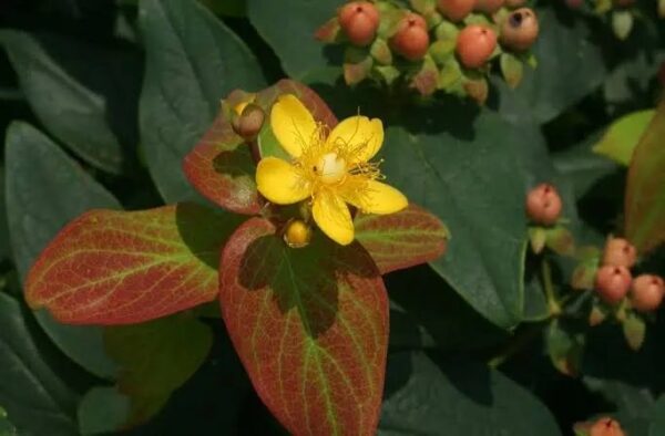 1000654161.jpg Hypericum "St John's Wort"