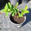 1000654169.png Hypericum "St John's Wort"