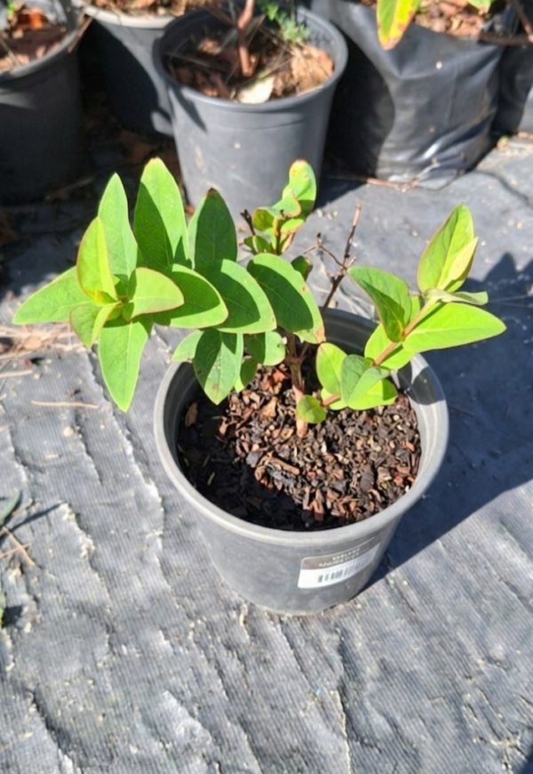 1000654169.png Hypericum "St John's Wort"