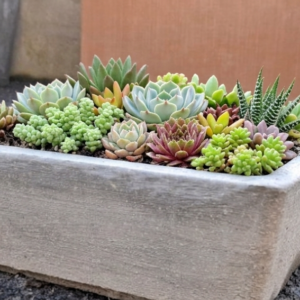 Studio Rectangle Bonsai/Succulent pot