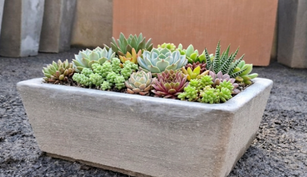 Studio Rectangle Bonsai/Succulent pot