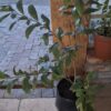 Dias Cotinifolium 'Pom-pom tree'