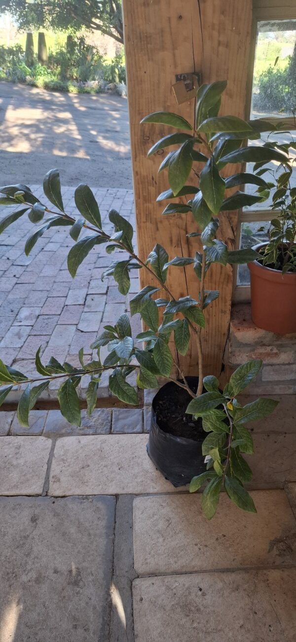 Dias Cotinifolium 'Pom-pom tree'