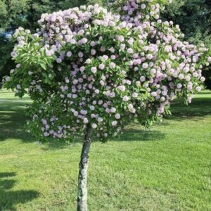 1000656719.jpg Dias Cotinifolium 'Pom-pom tree'