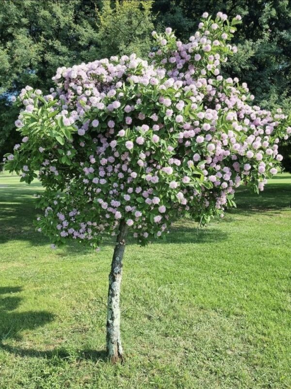 Dias Cotinifolium 'Pom-pom tree'