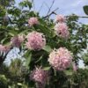 Dias Cotinifolium 'Pom-pom tree'