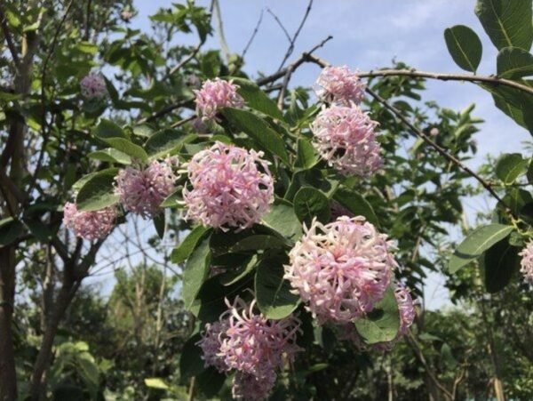 Dias Cotinifolium 'Pom-pom tree'