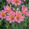 1000656785.png Alstroemeria "Summer Rose"