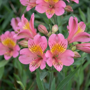 1000656785.png Alstroemeria "Summer Rose"