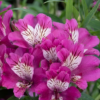 1000656796.png Alstroemeria "Summer Chic" 4,5L