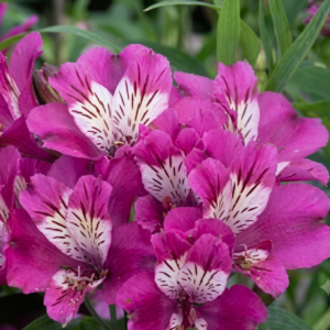 1000656796.png Alstroemeria "Summer Chic" 4,5L