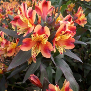 1000656824.png Alstroemeria "Indian Summer"