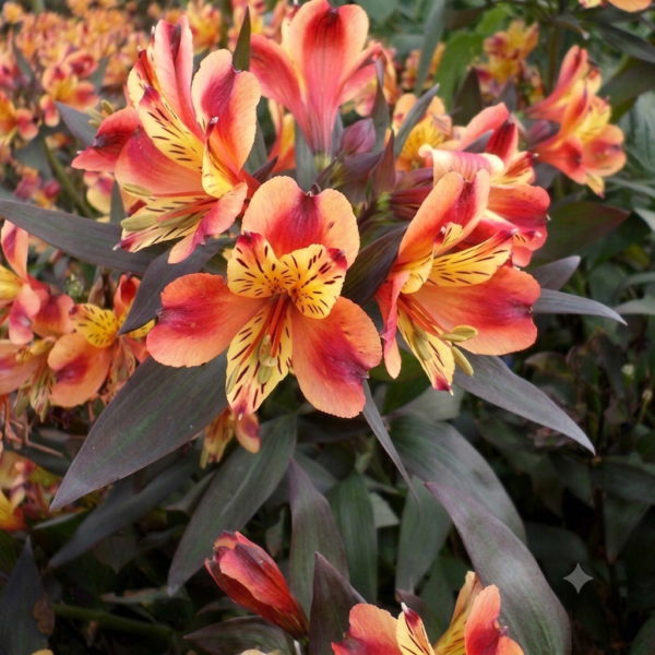 Alstroemeria "Indian Summer"