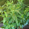 1000656829-2.png Alstroemeria "Summer Rose"