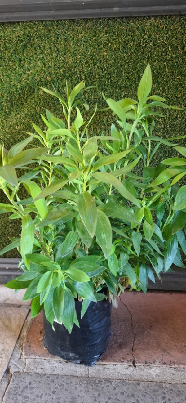 1000656829-2.png Alstroemeria "Summer Rose"