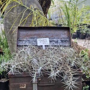 Tillandsia bergeri Airplant