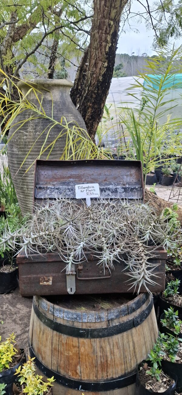 1000675107-scaled.jpg Tillandsia bergeri Airplant