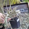 1000675108-scaled.jpg Tillandsia bergeri Airplant