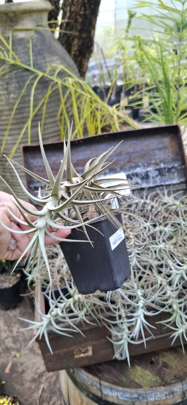 1000675108-scaled.jpg Tillandsia bergeri Airplant