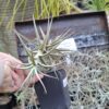 1000675109-scaled.jpg Tillandsia bergeri Airplant