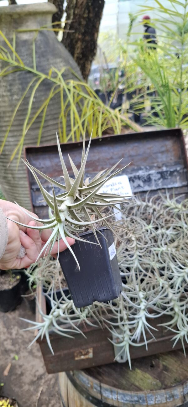 1000675109-scaled.jpg Tillandsia bergeri Airplant