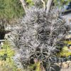 1000677275-scaled.jpg Tillandsia bergeri Airplant