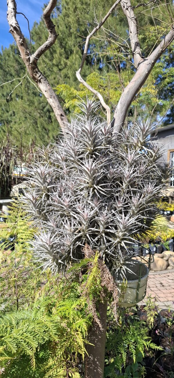1000677275-scaled.jpg Tillandsia bergeri Airplant