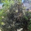 1000677276-scaled.jpg Tillandsia bergeri Airplant
