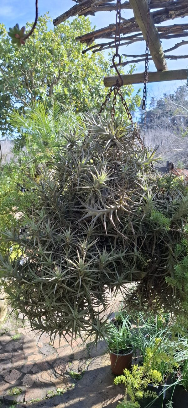1000677276-scaled.jpg Tillandsia bergeri Airplant