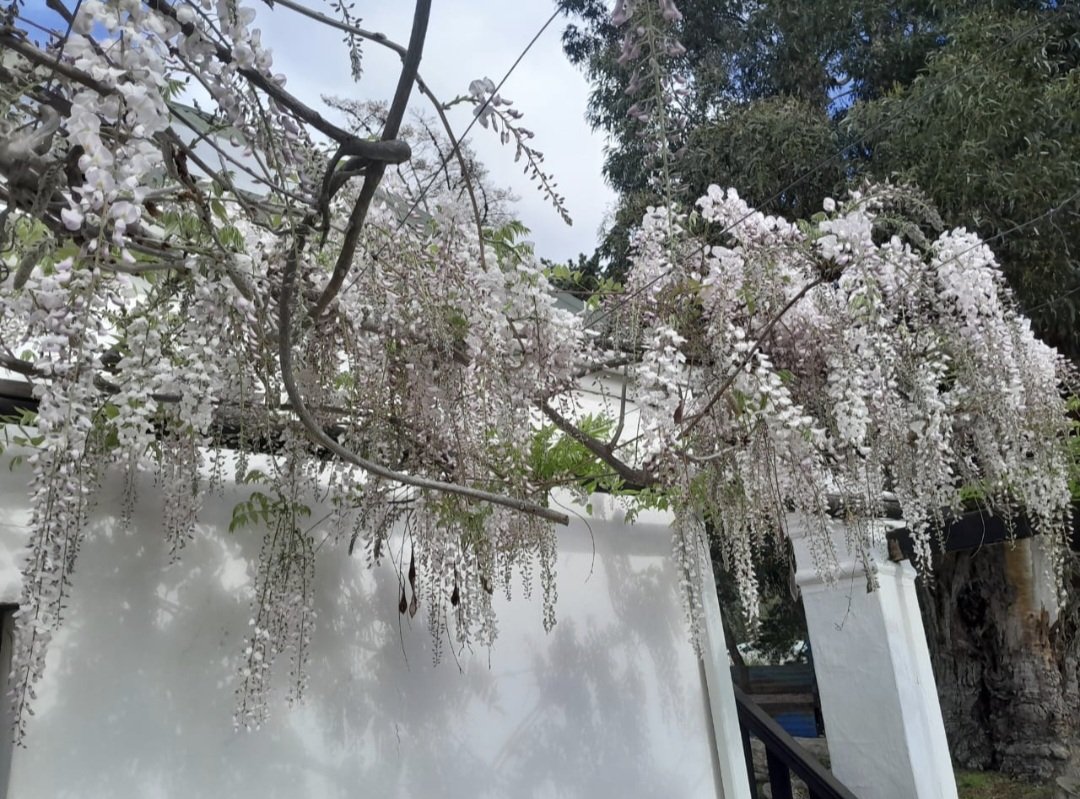Wisteria White(with slight pink blush)