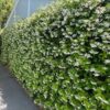 1000708890.jpg 'Star Jasmine' Trachelospermum Jasminoides