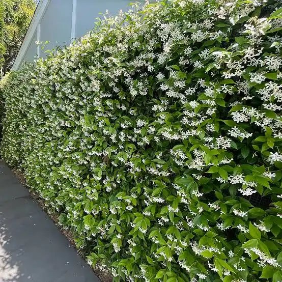 1000708890.jpg 'Star Jasmine' Trachelospermum Jasminoides