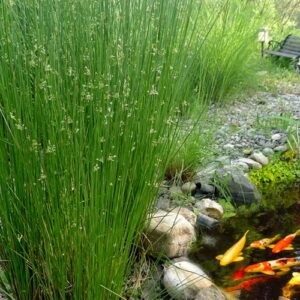 Juncus Effusus 4L