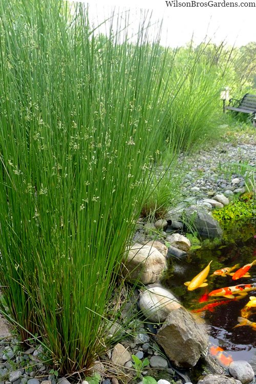 Juncus Effusus 4L