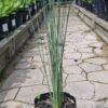 Juncus Effusus 4L