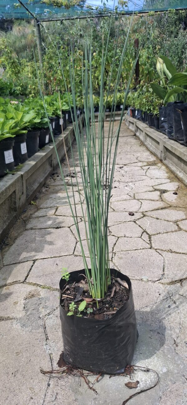 Juncus Effusus 4L