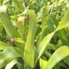 Bromeliad Variety