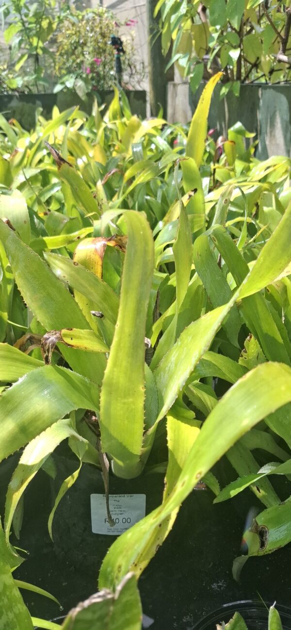 Bromeliad Variety