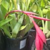 Bromeliad Variety