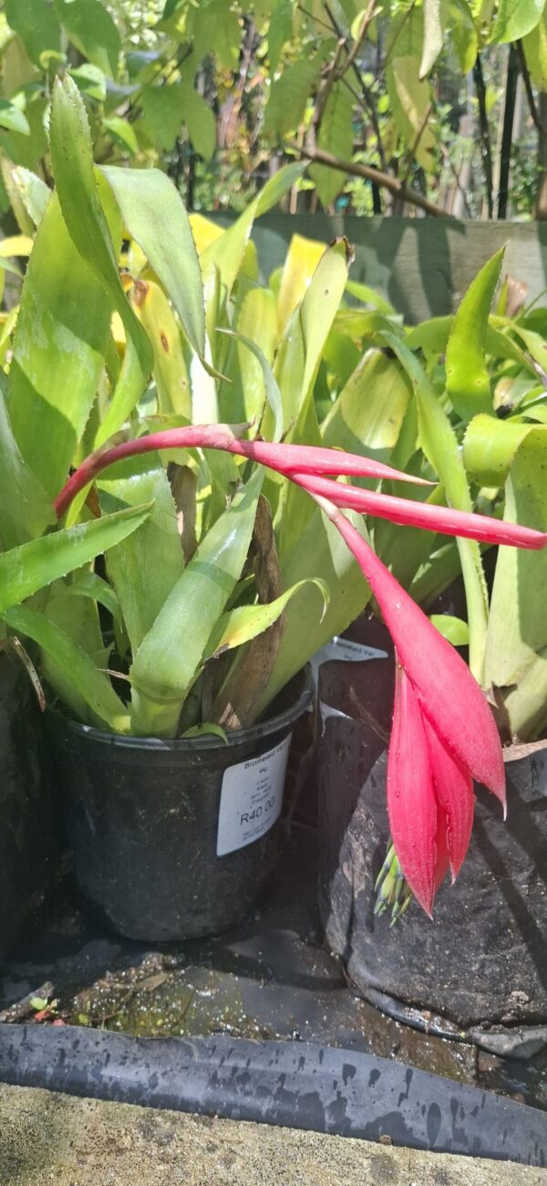 Bromeliad Variety