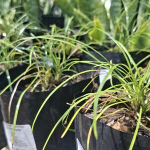 1000723141-scaled-1 Ophiopogon Japonicus 'Tall Mondo Grass' 4L