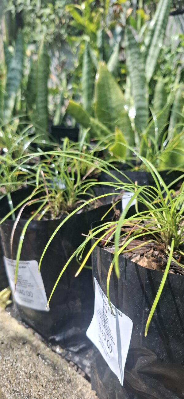 1000723141-scaled-1 Ophiopogon Japonicus 'Tall Mondo Grass' 4L