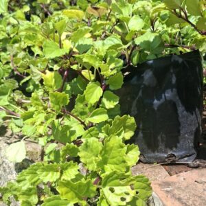 Plectranthus Swedish Ivy 5L