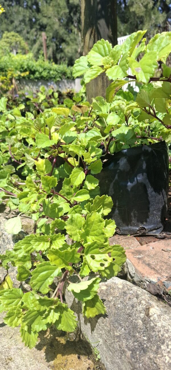 1000723143-scaled-1 Plectranthus Swedish Ivy 5L