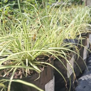 Carex Evergold 4L